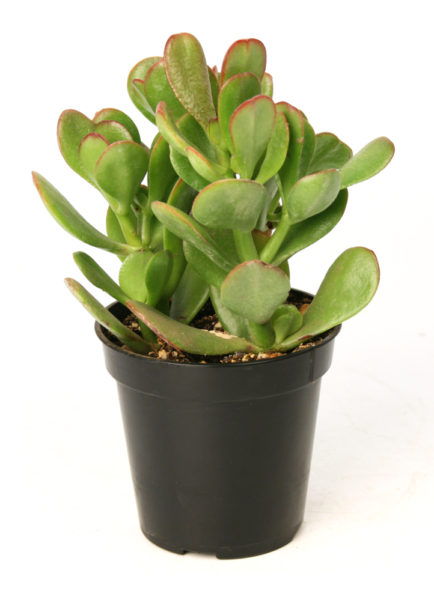 Jade Plant